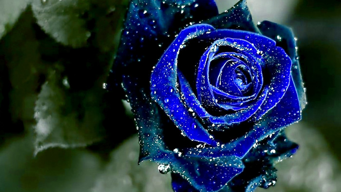 Sky Blue Rose HD Wallpapers 12765 - Baltana