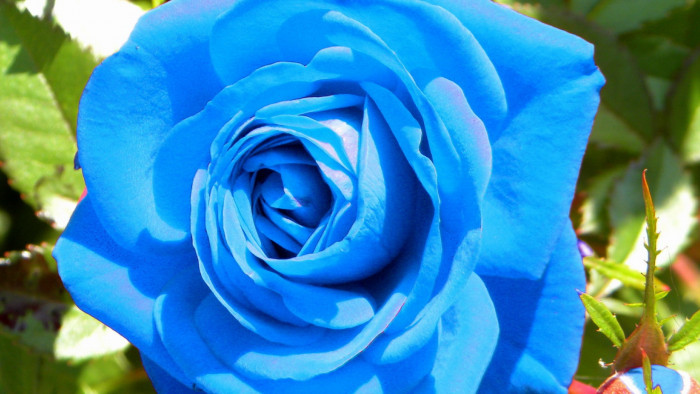 Sky Blue Rose Desktop Wallpaper 12762 - Baltana