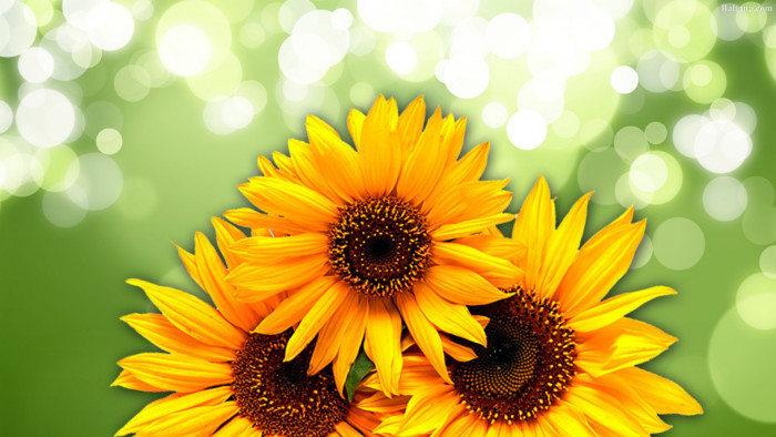 Sunflower Wallpaper 31977 - Baltana