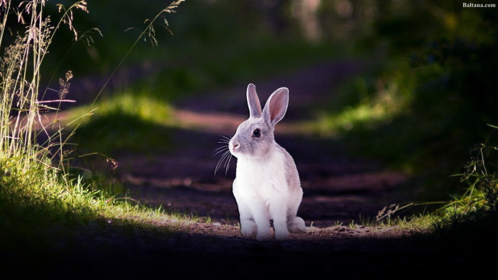 jpg download rabbit picture rabbit
