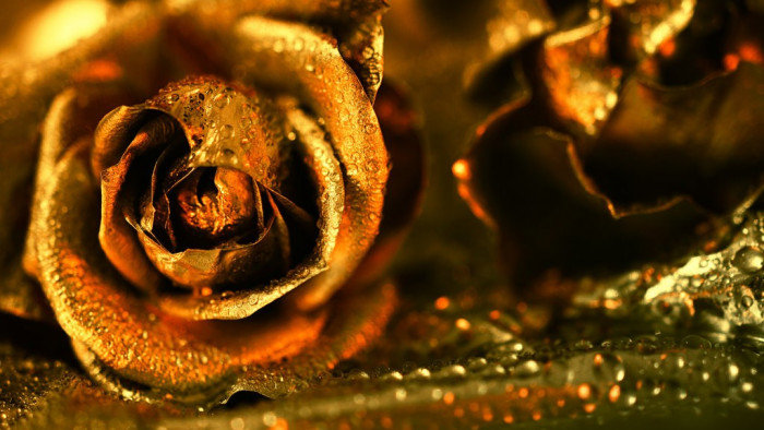 Golden Rose Desktop Wallpaper 34603 - Baltana