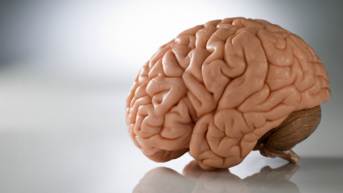 Human Brain High Definition Wallpaper 36895 - Baltana