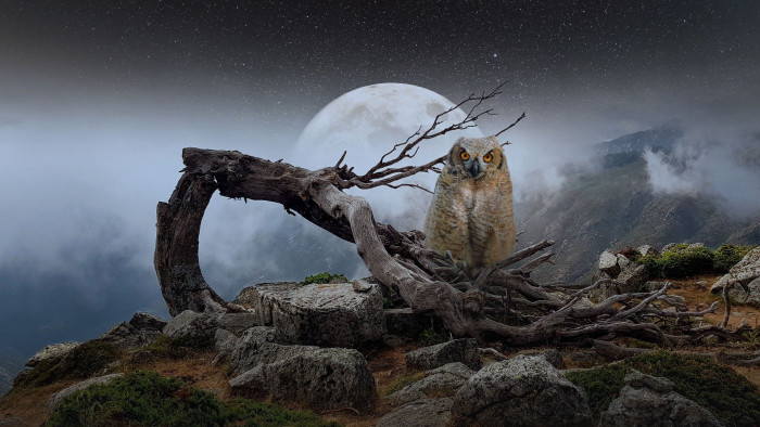 Full Moon Owl Wallpaper 53483 - Baltana