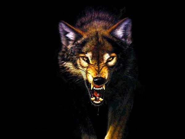 Angry Wolf Wallpaper 1024x768 63673 - Baltana
