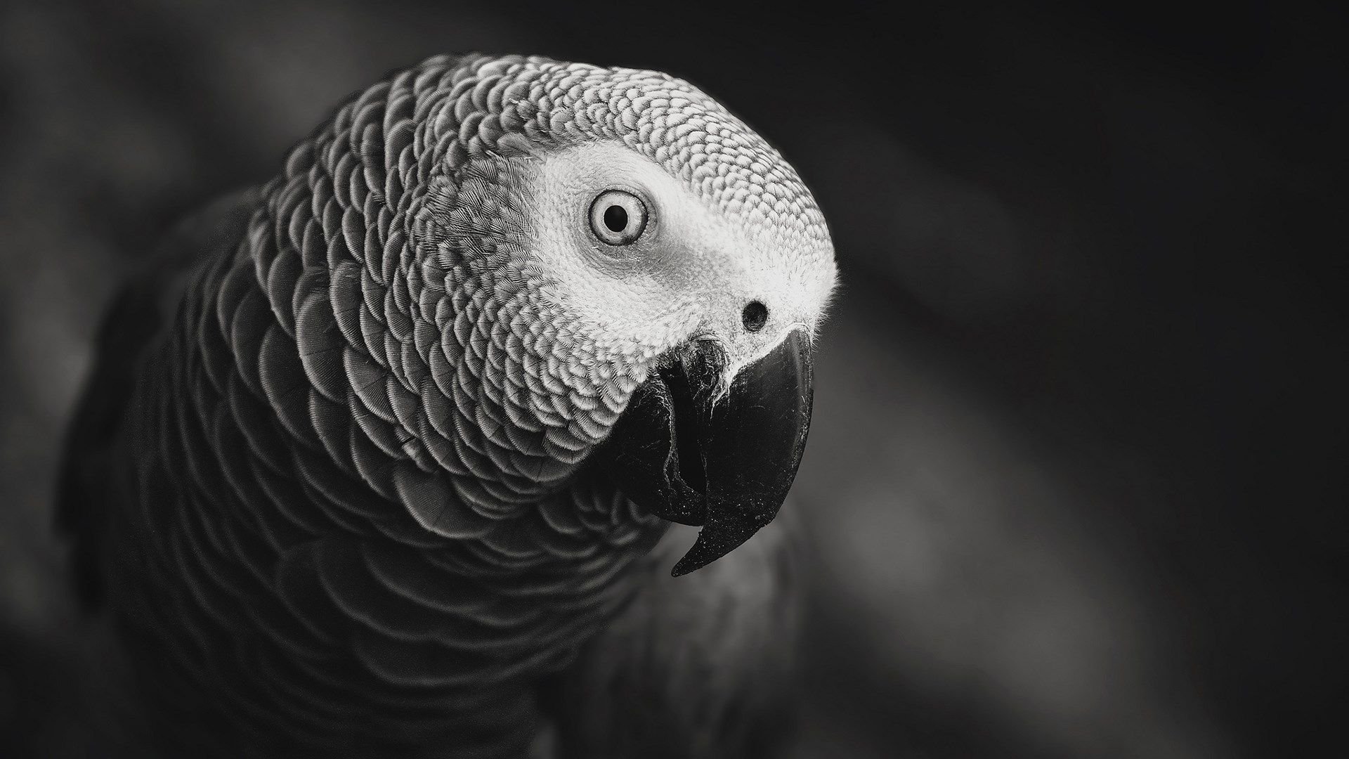 African Grey Parrot HD Wallpapers 