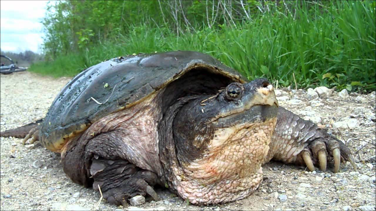 Alligator Snapping Turtle HD Background Wallpaper 