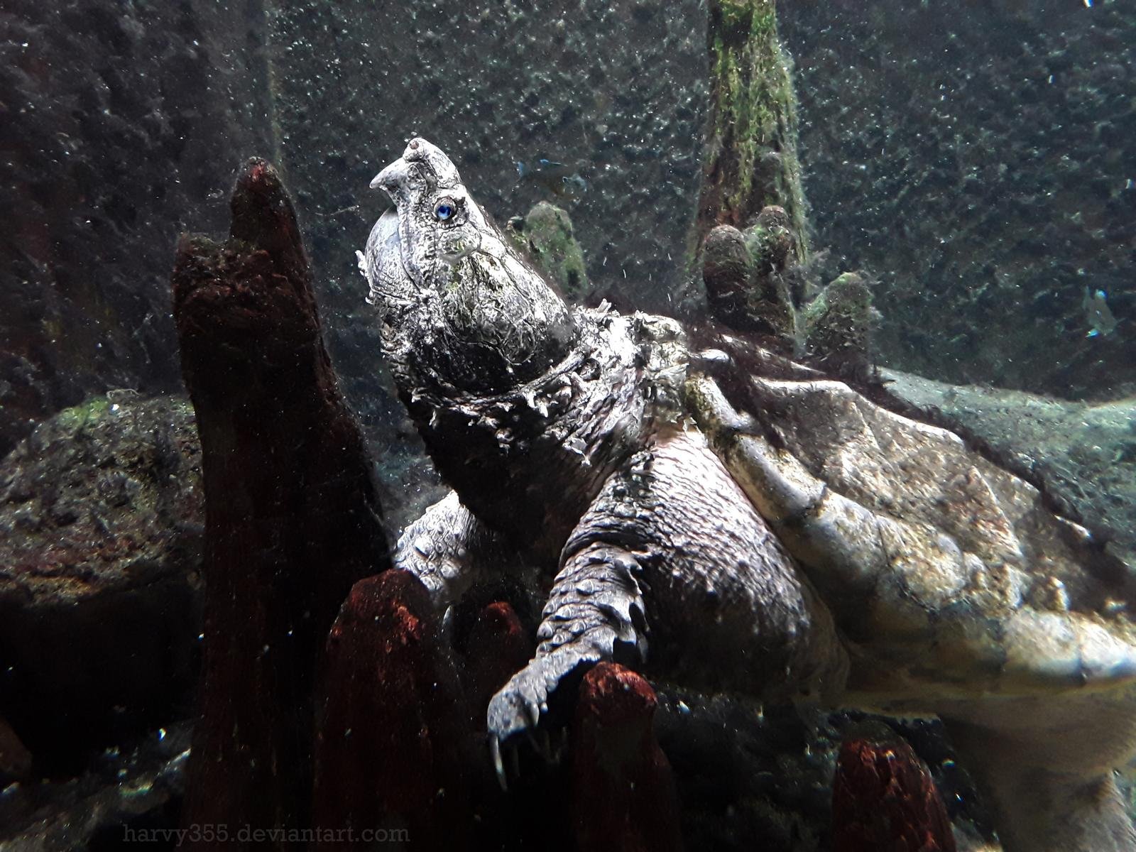 Alligator Snapping Turtle HD Desktop Wallpaper 