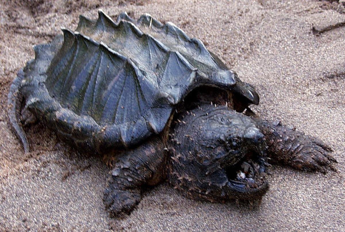 Alligator Snapping Turtle HD Wallpaper 