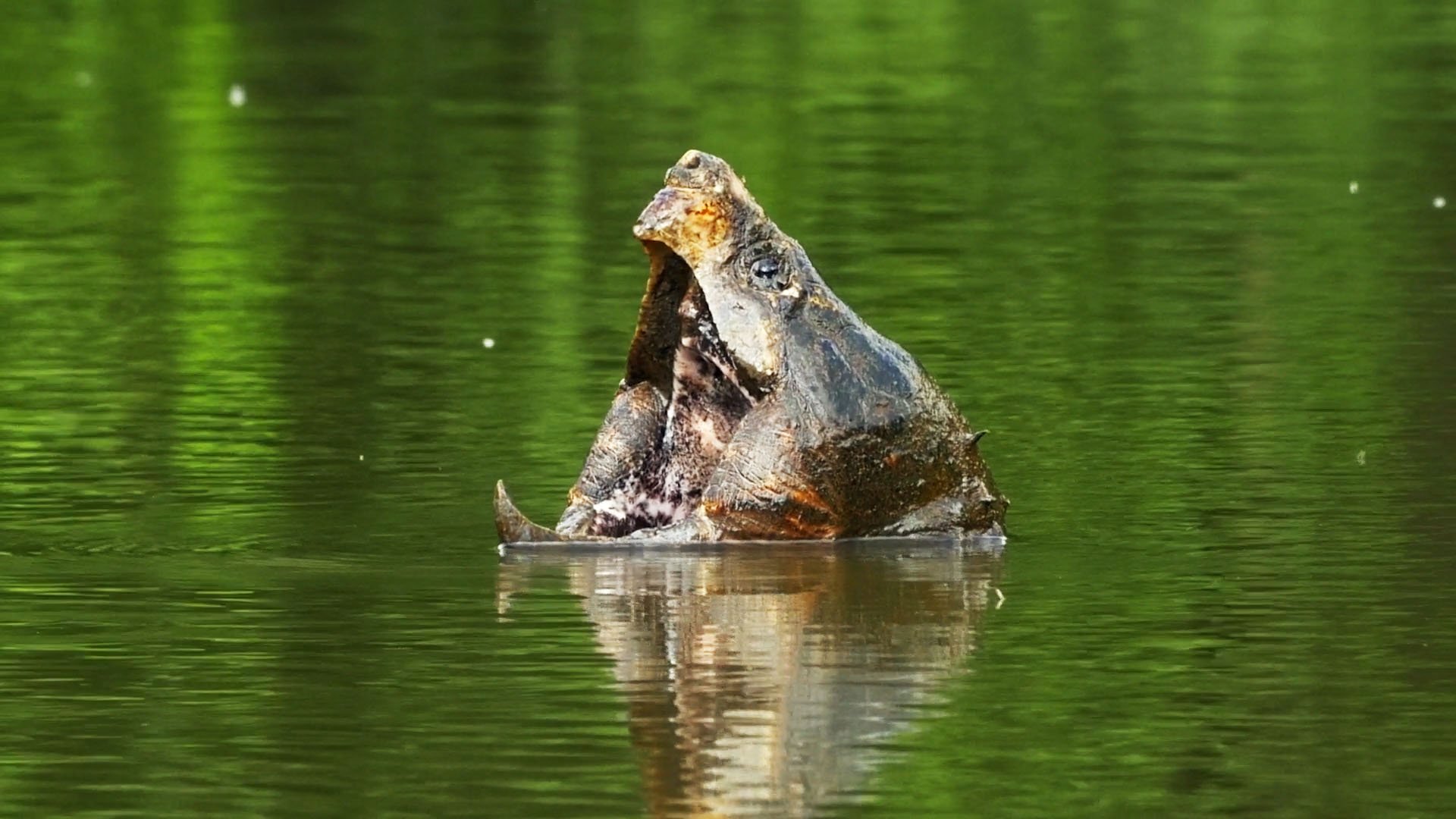 Alligator Snapping Turtle HD Wallpapers 