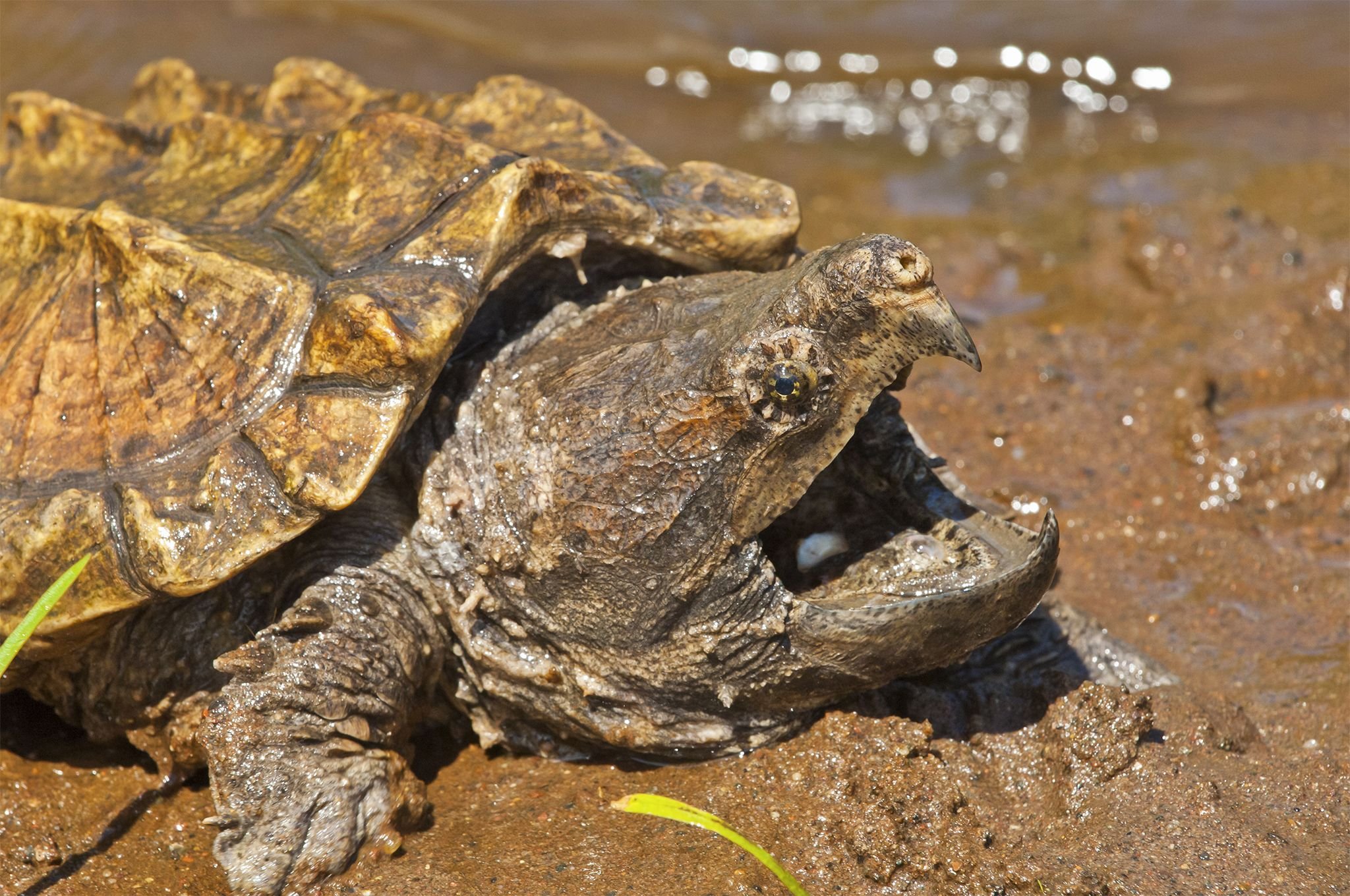 Alligator Snapping Turtle Wallpaper 