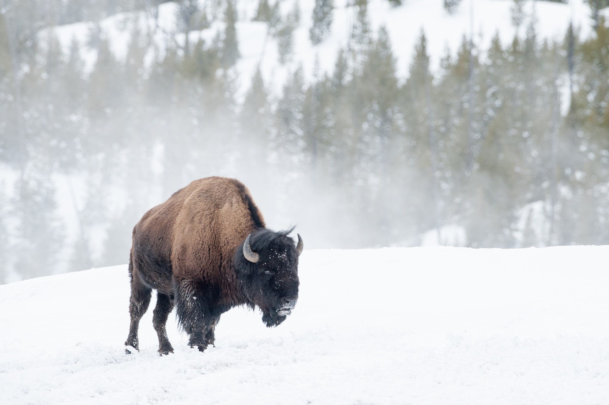 American Bison HD Wallpapers 