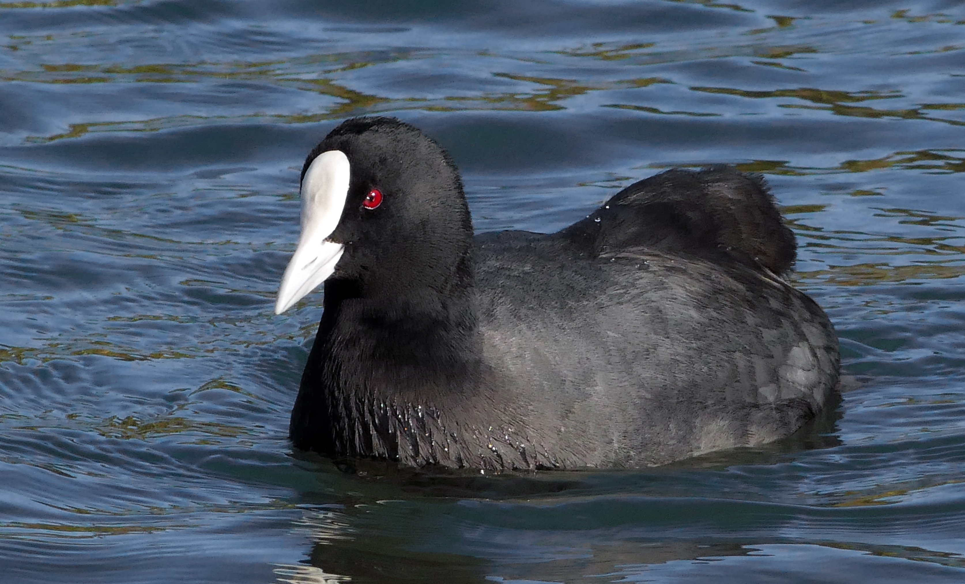 American Coot Background Wallpapers 
