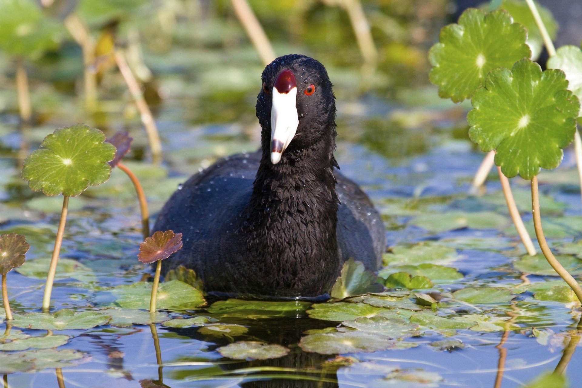 American Coot HD Background Wallpaper 