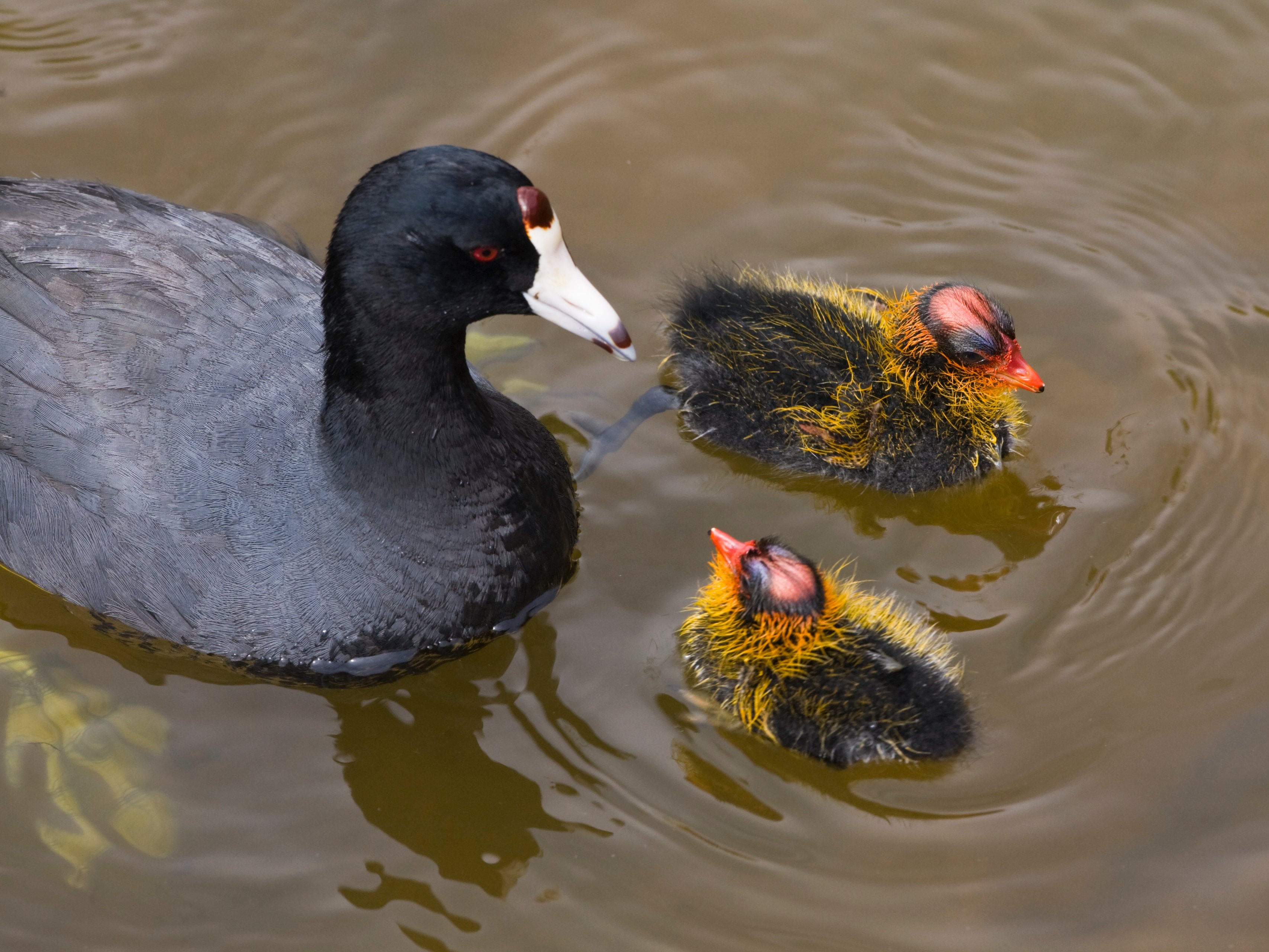 American Coot HD Wallpapers 
