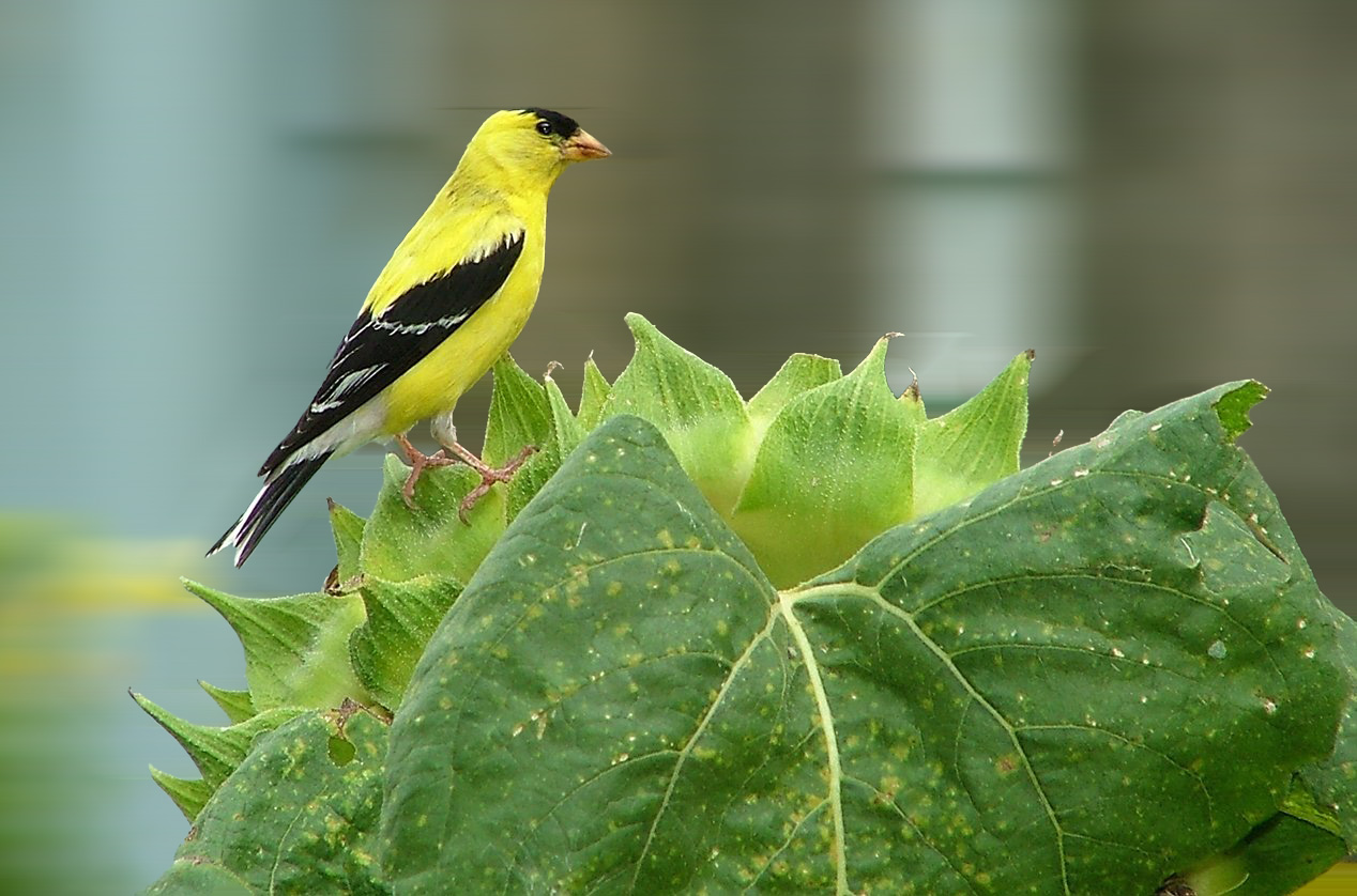 American Goldfinch HD Wallpapers 