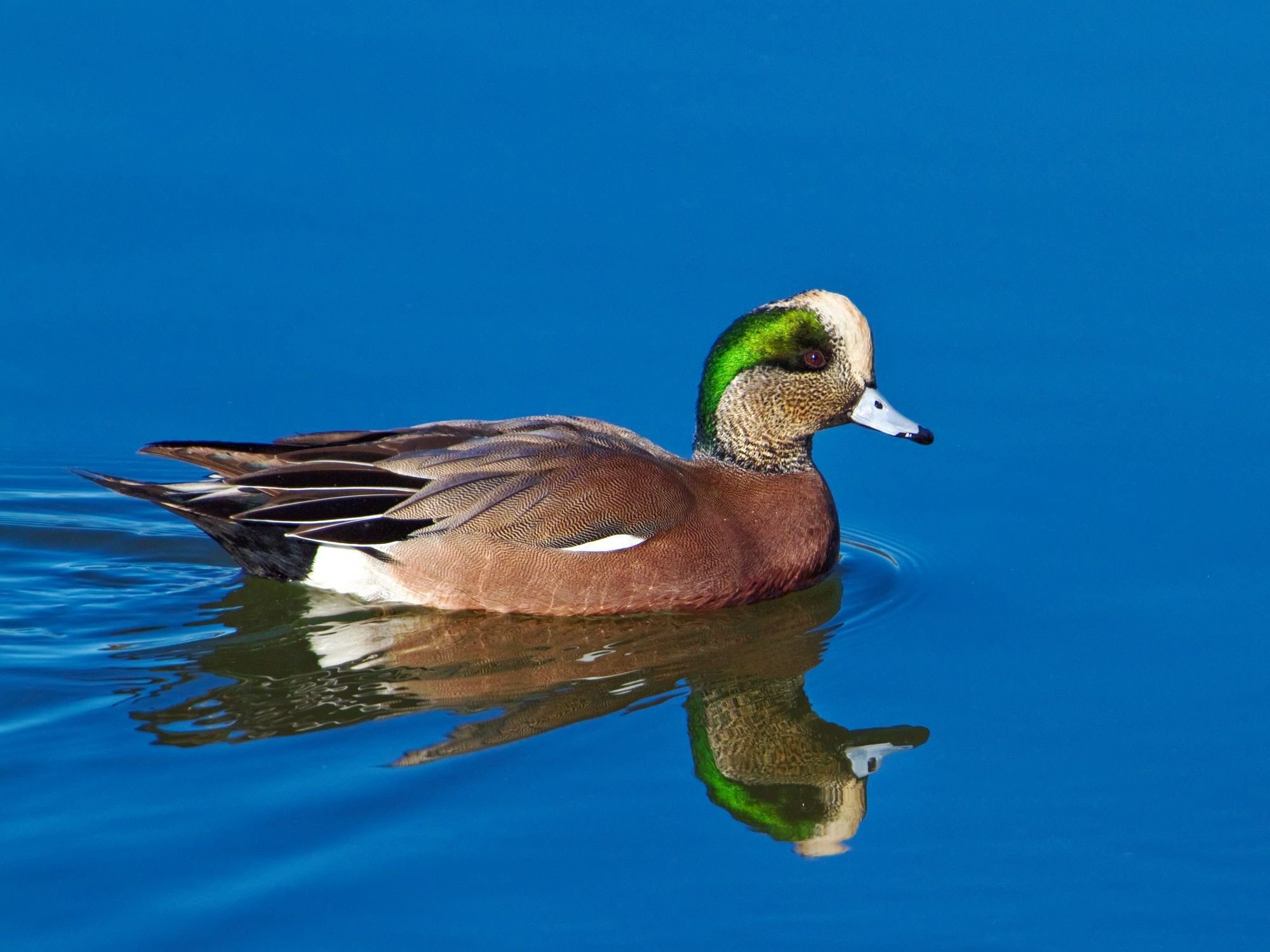 American Wigeon Background Wallpapers 