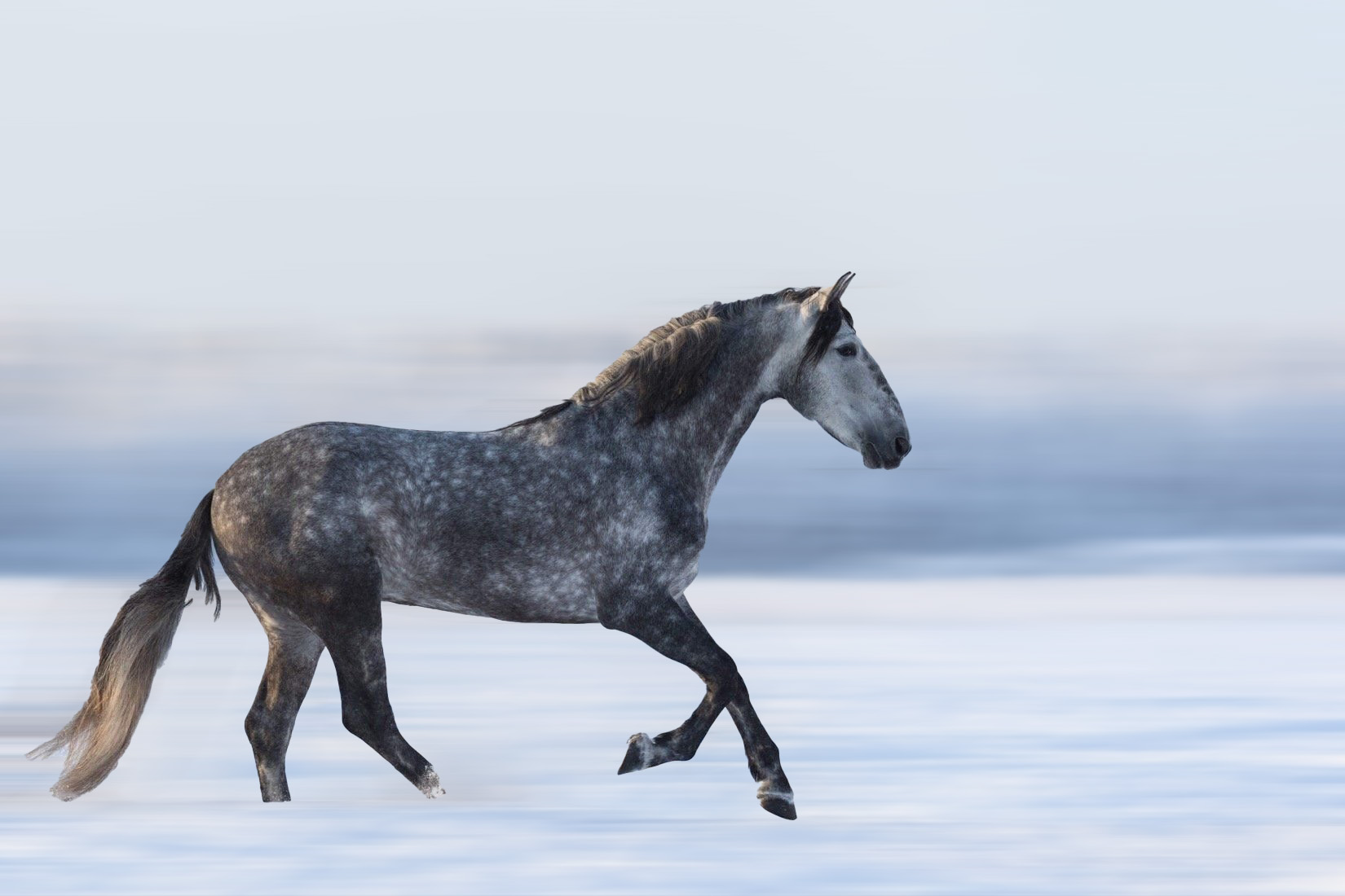 Andalusian Horse Background HD Wallpapers 