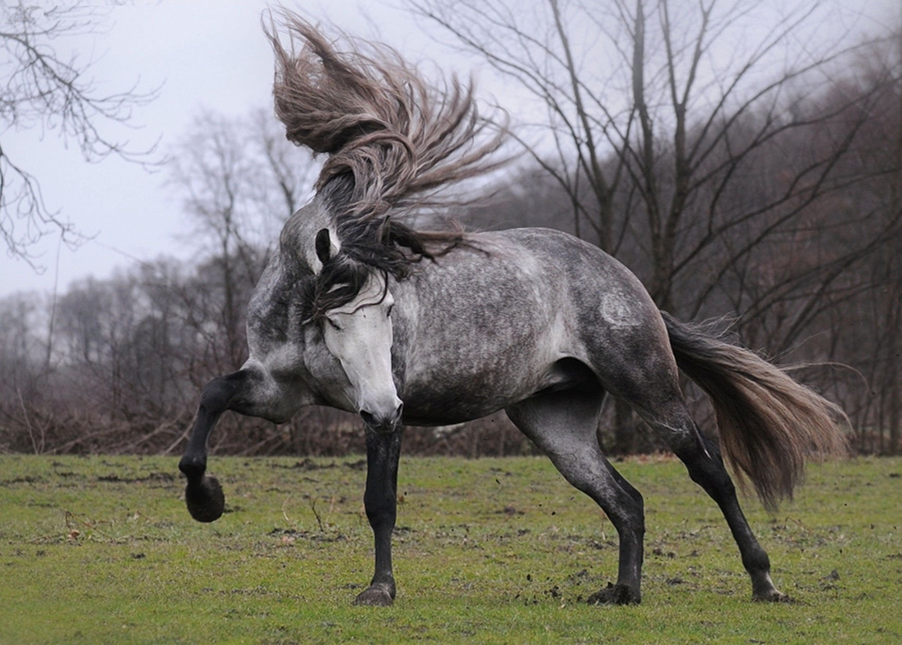 Andalusian Horse Desktop HD Wallpaper 