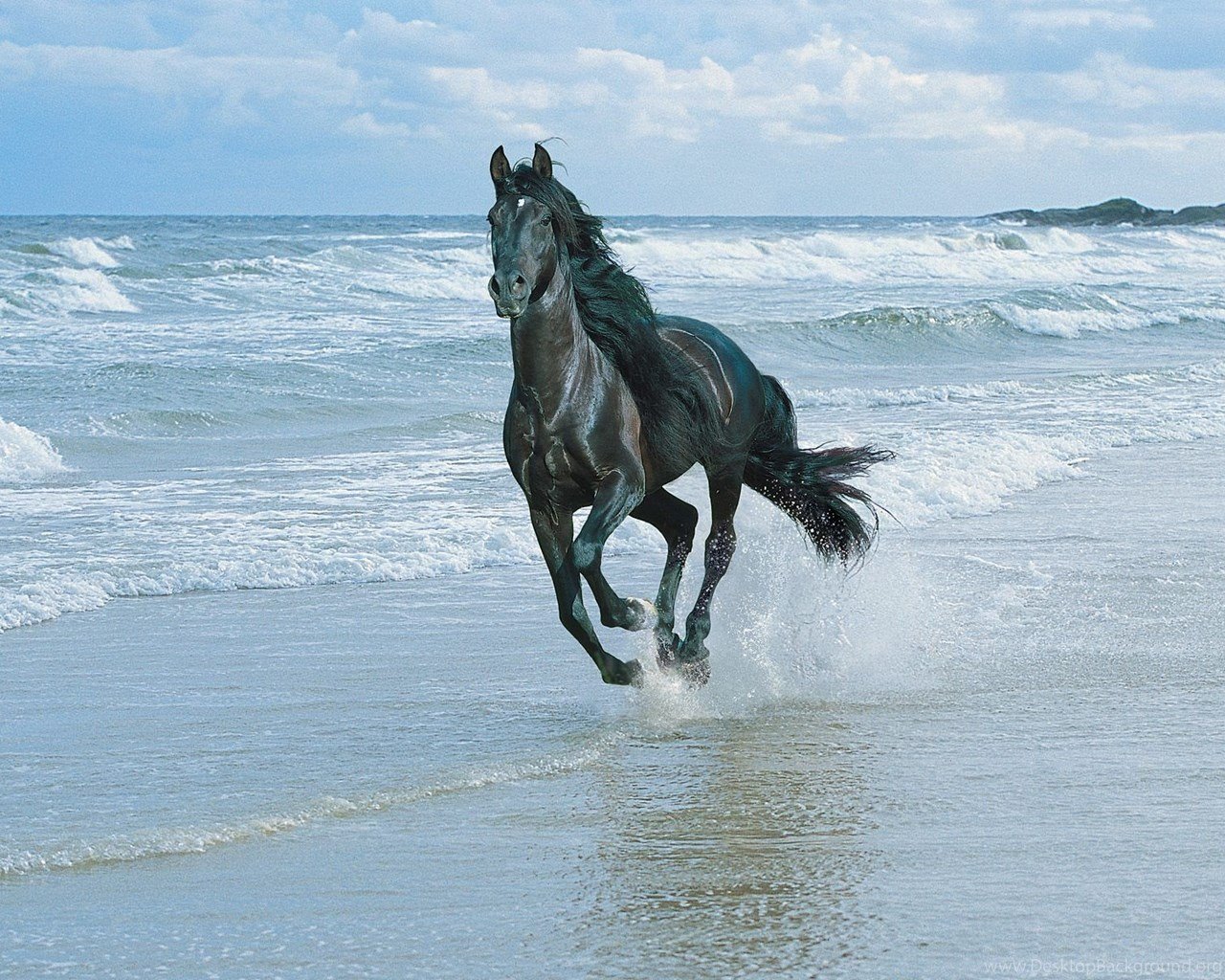 Andalusian Horse Desktop Wallpaper 