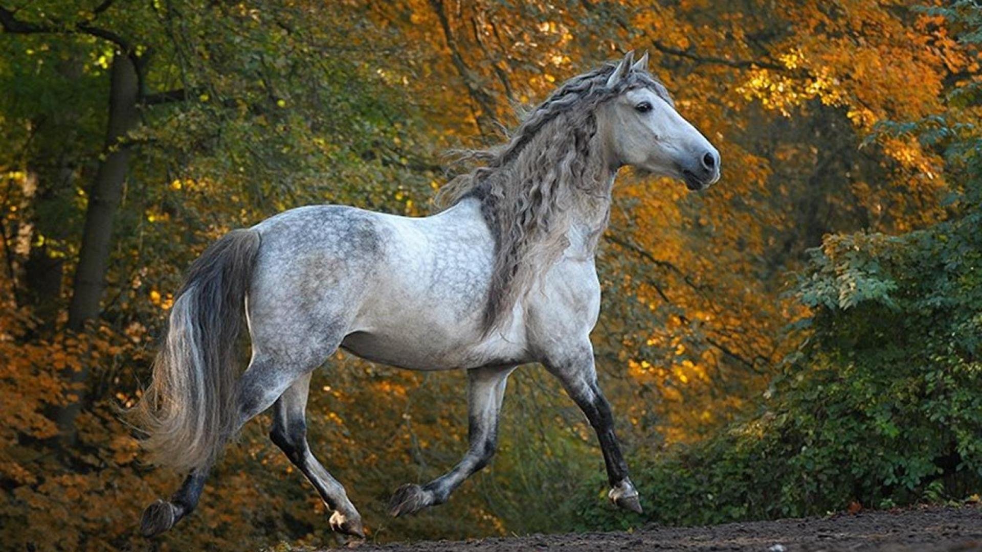 Andalusian Horse Desktop Widescreen Wallpaper 