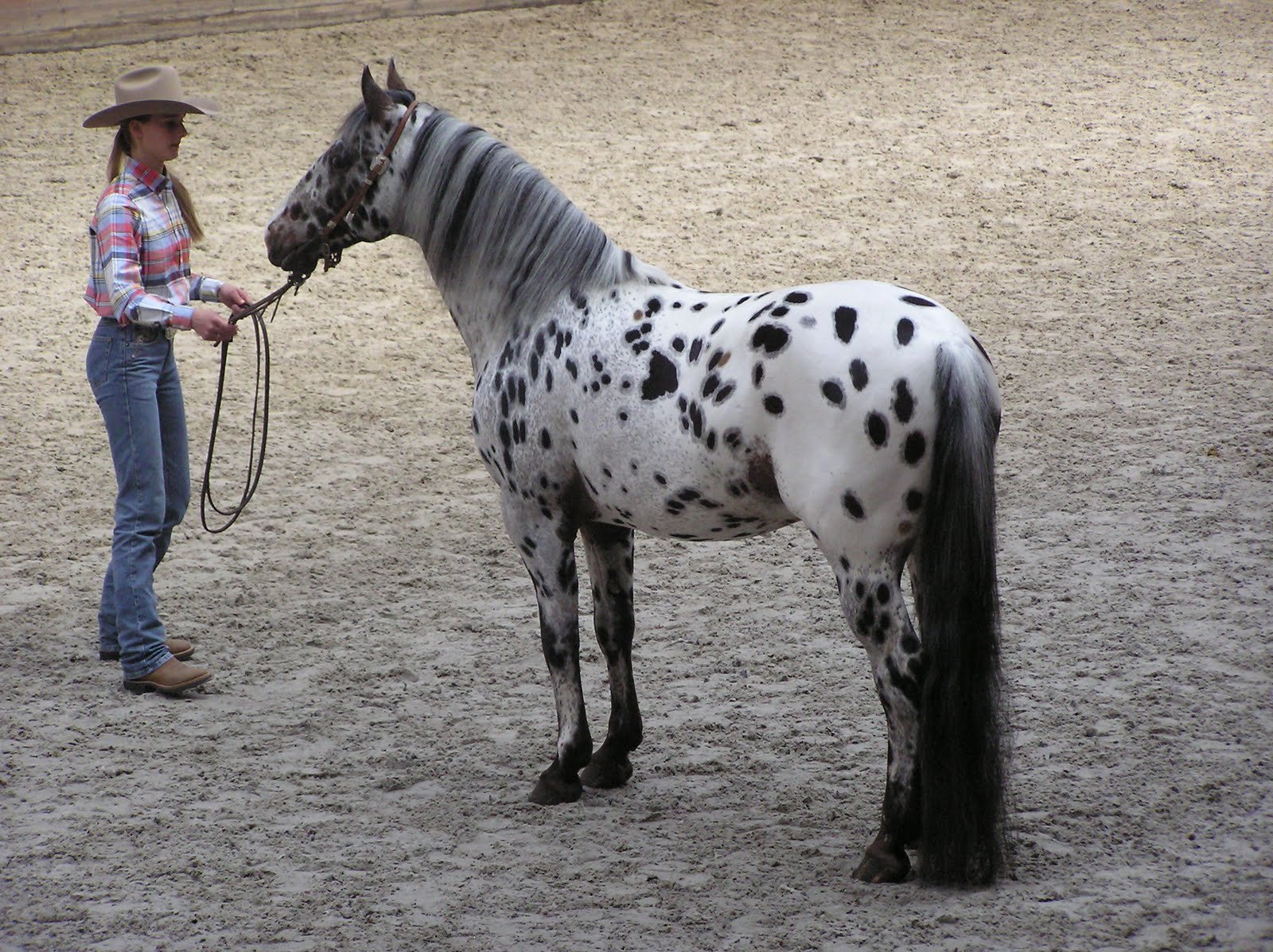 Andalusian Horse HD Wallpaper 