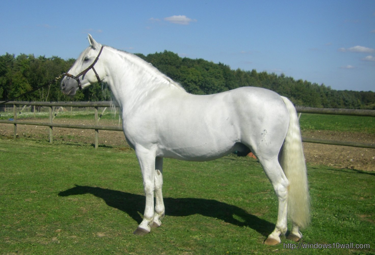 Andalusian Horse HD Wallpapers 