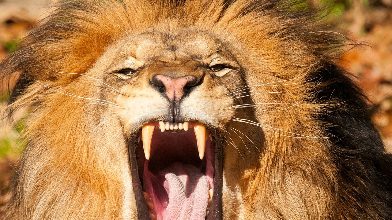 Angry Lion Background Wallpaper 
