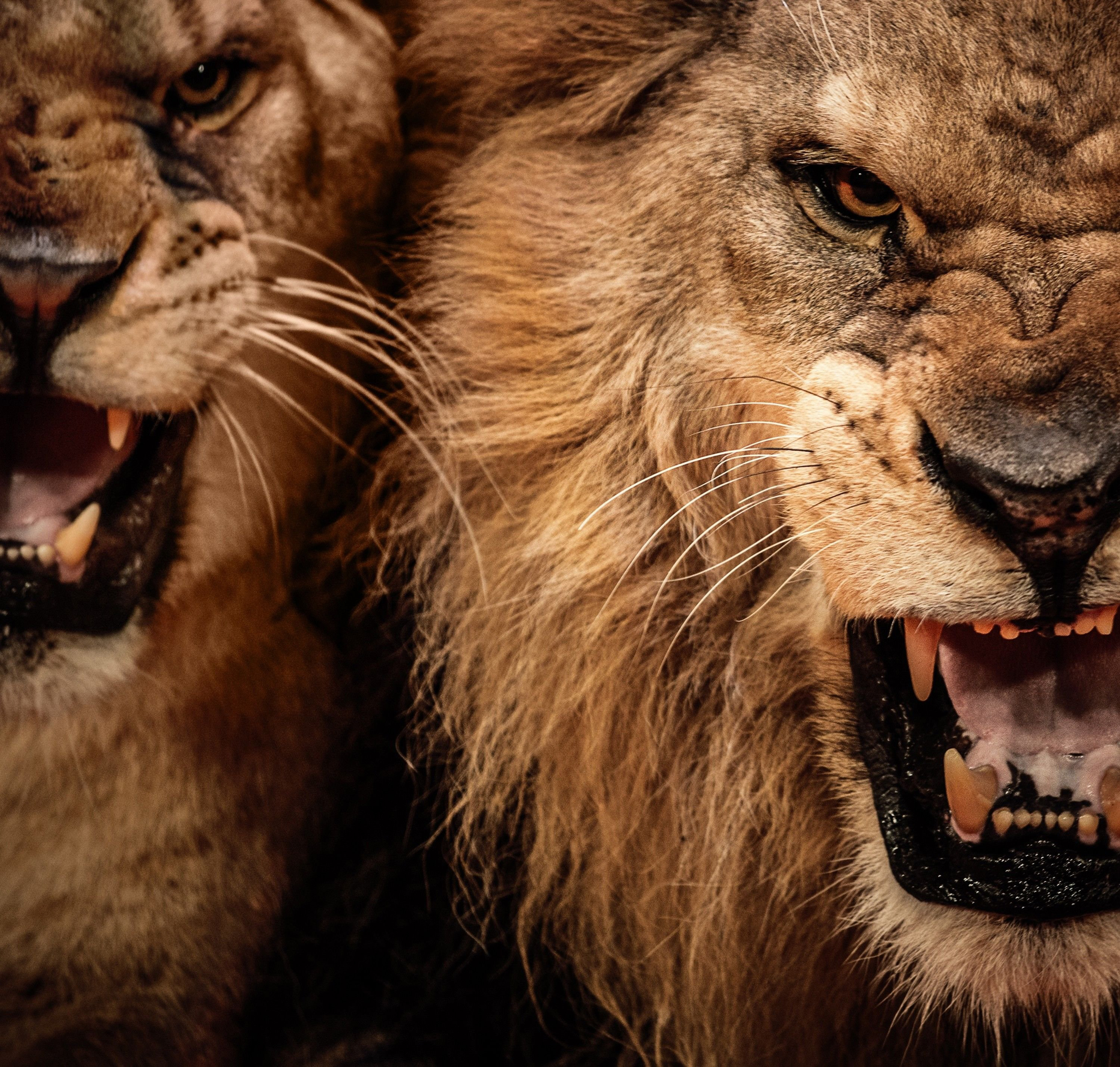 Angry Lion Wallpapers Full HD 