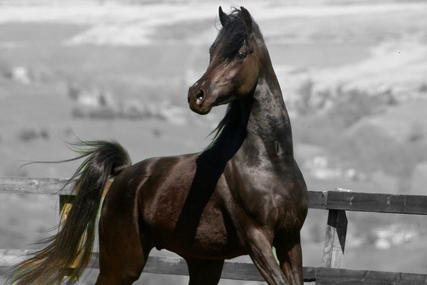 Arabian Horse HD Desktop Wallpaper 