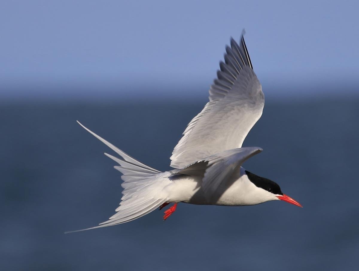 Arctic Tern Background Wallpapers 
