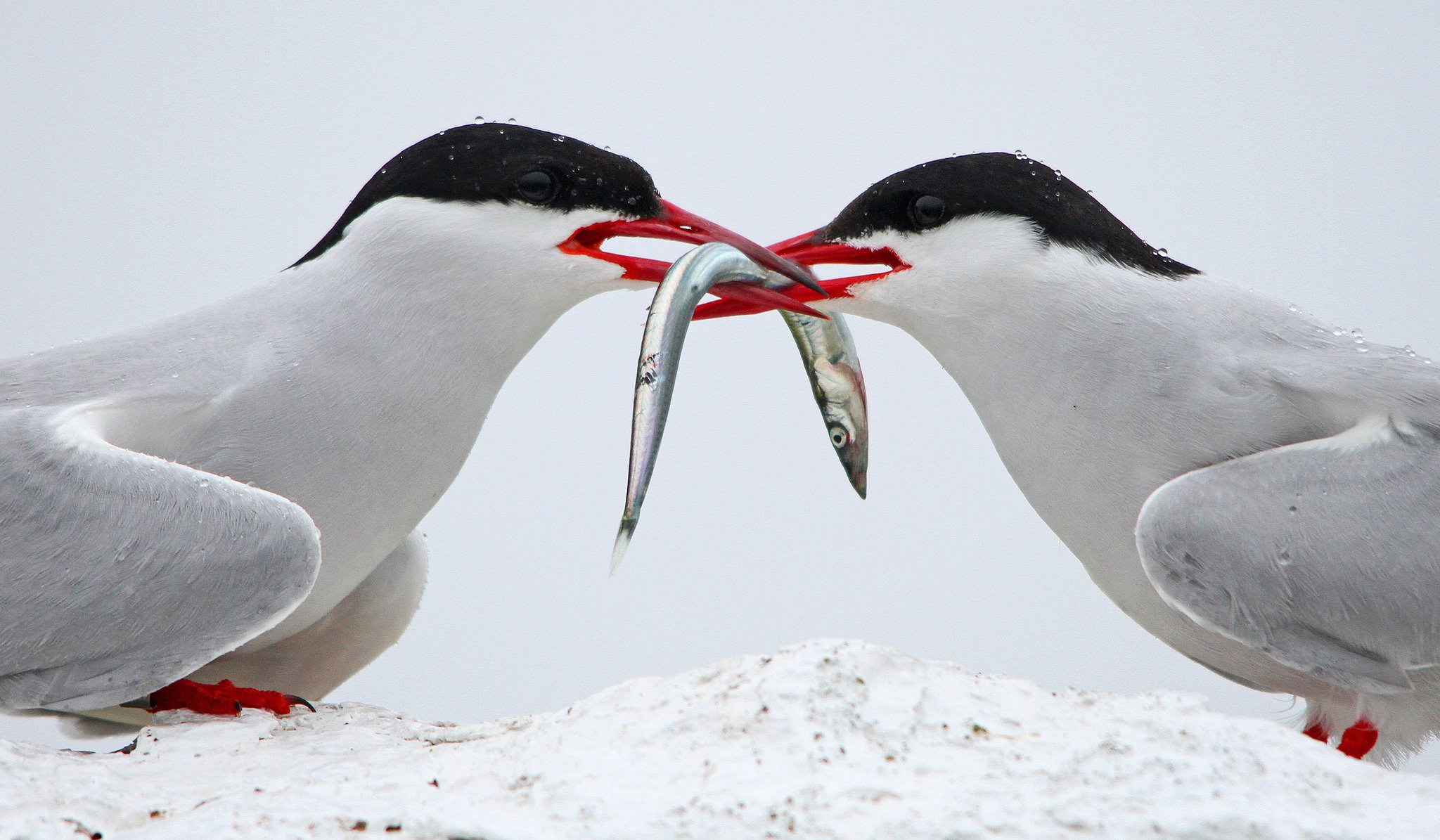 Arctic Tern HD Desktop Wallpaper 