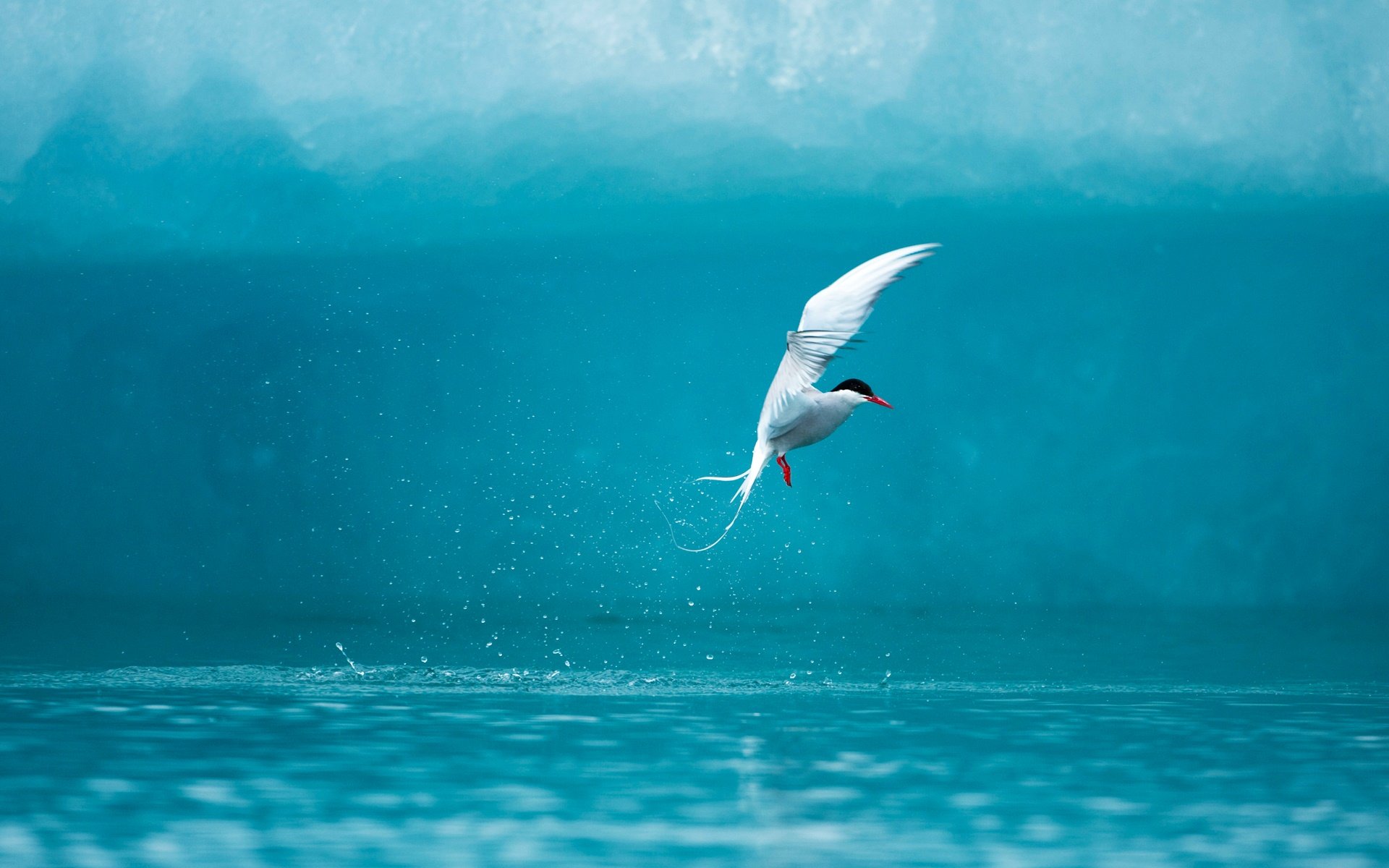 Arctic Tern HD Wallpapers 