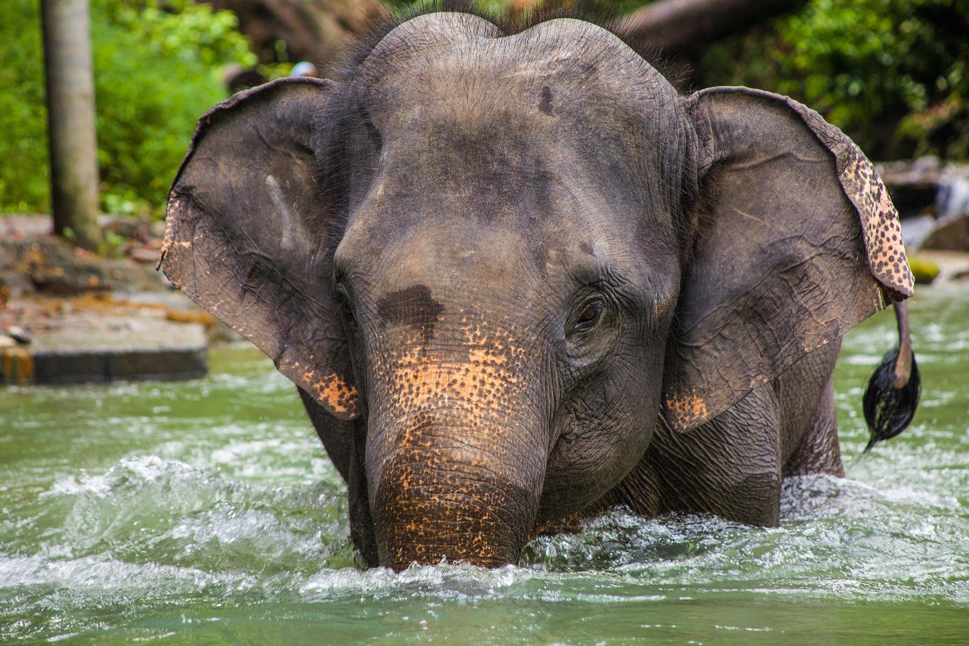 Asian Elephant Background Wallpapers 
