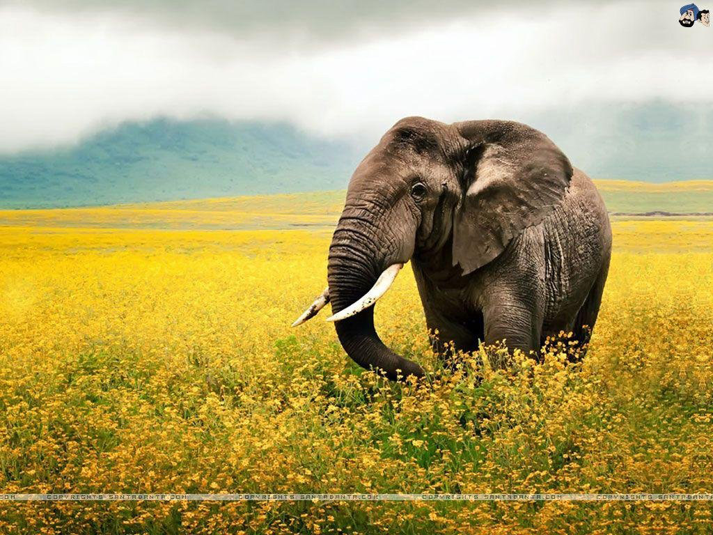 Asian Elephant Desktop HD Wallpaper 