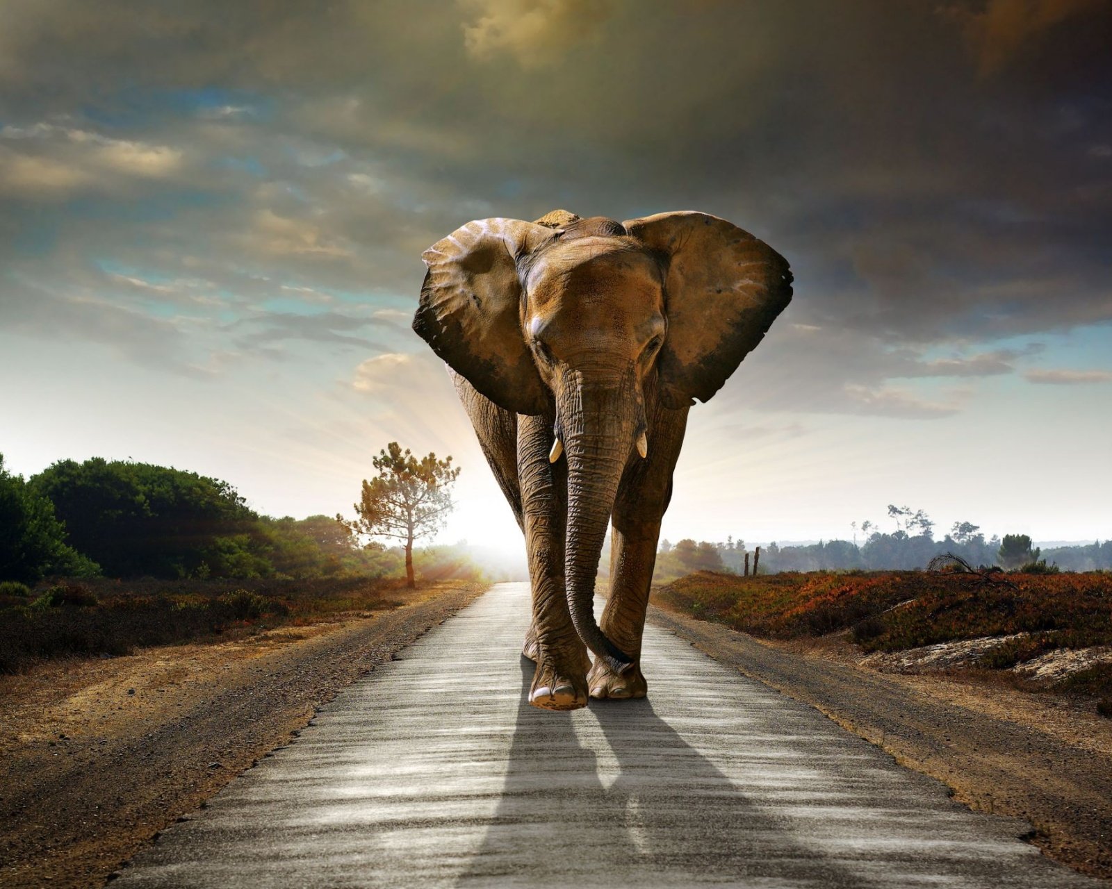 Asian Elephant HD Wallpaper 