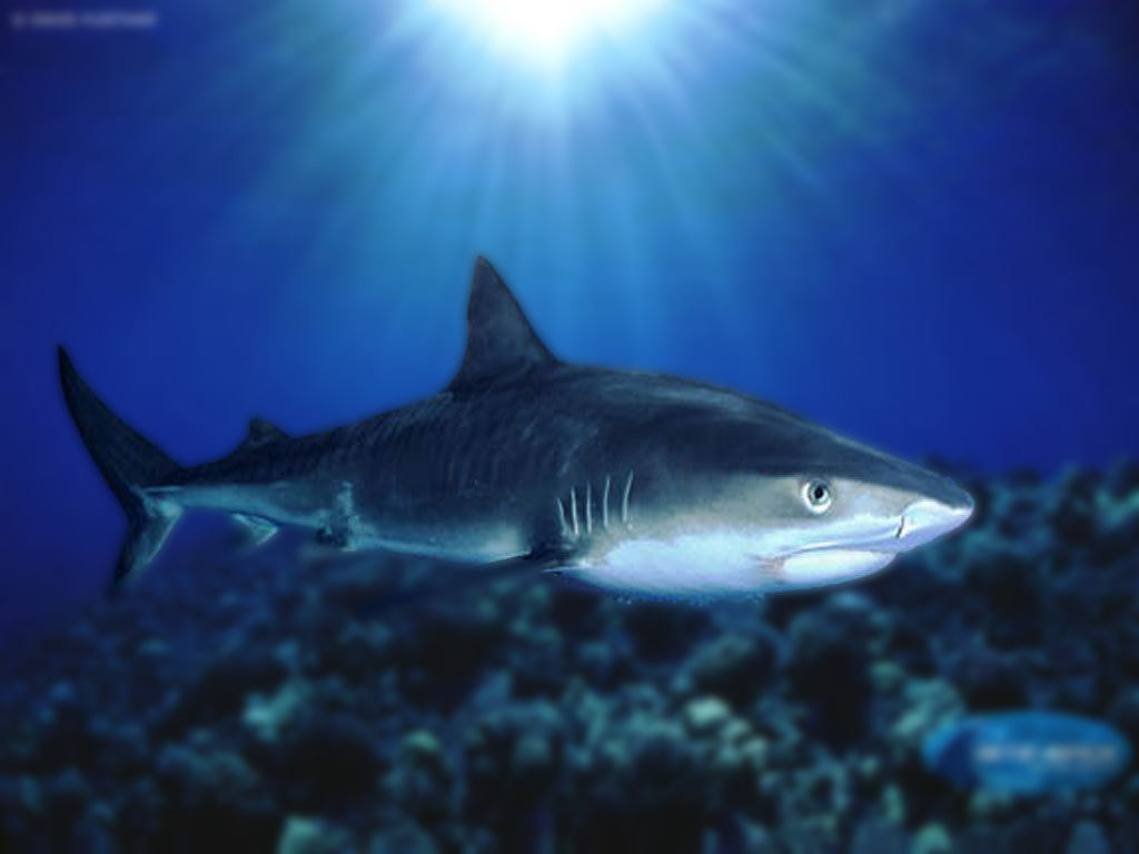 Basking Shark Desktop HD Wallpaper 