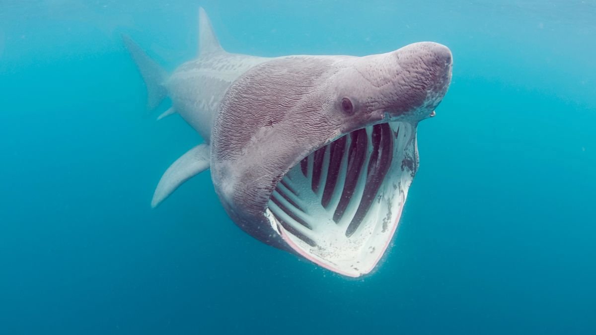 Basking Shark HD Wallpaper 