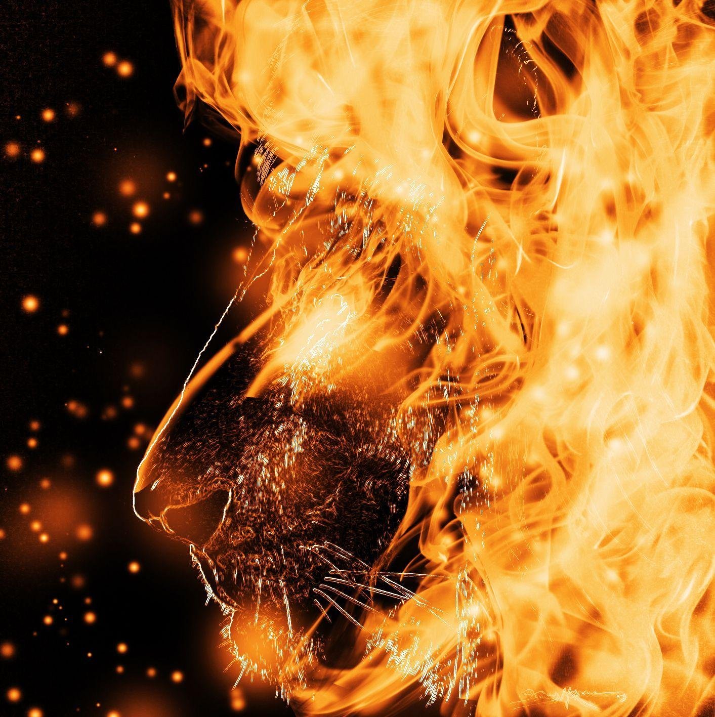 Fire Lion Widescreen Wallpapers 