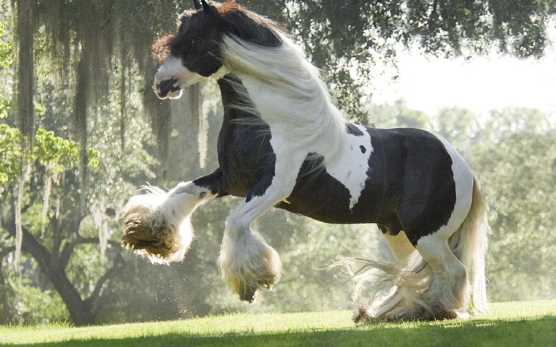Gypsy Horse Background HD Wallpapers 