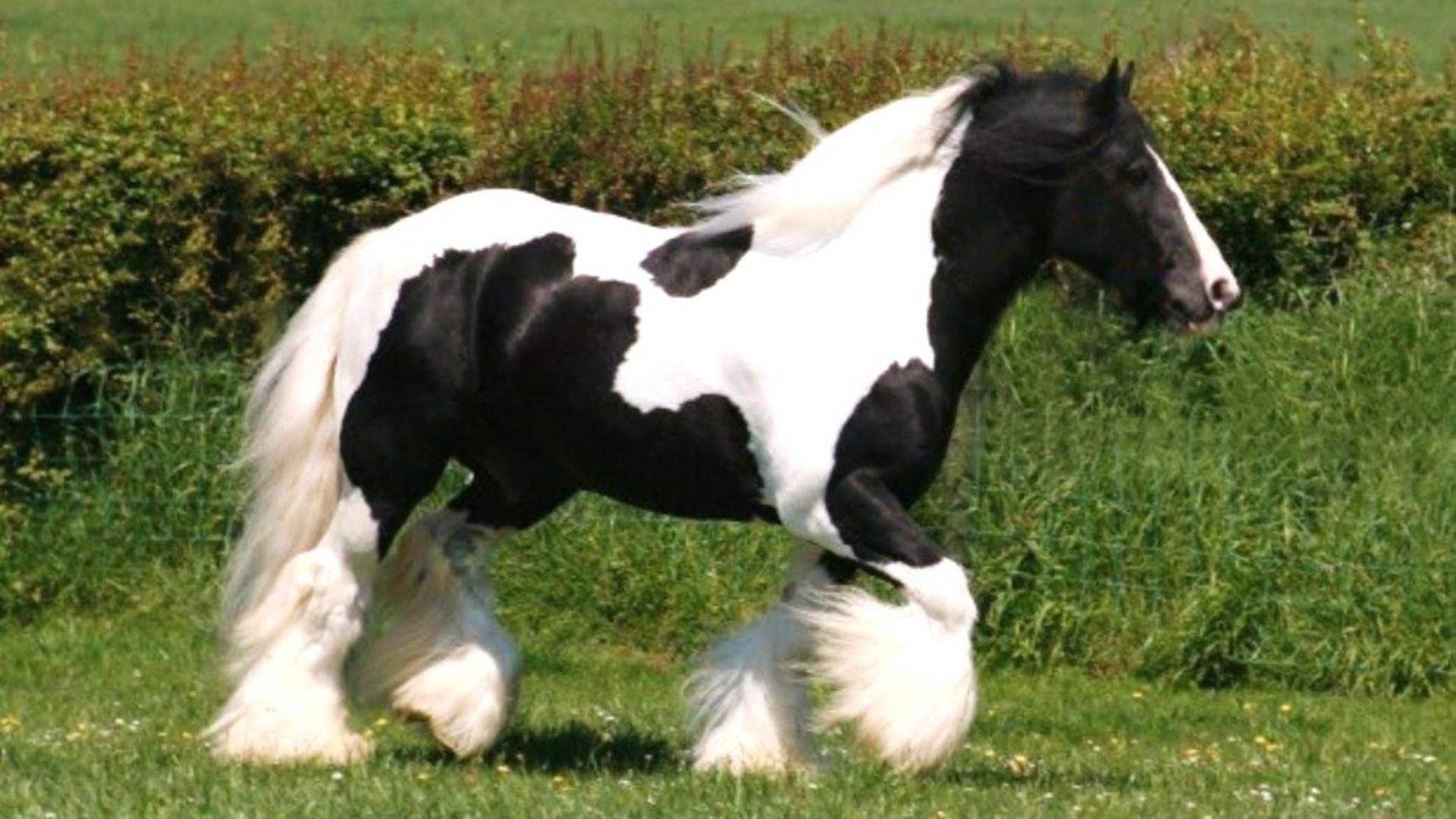 Gypsy Horse Background Wallpapers 
