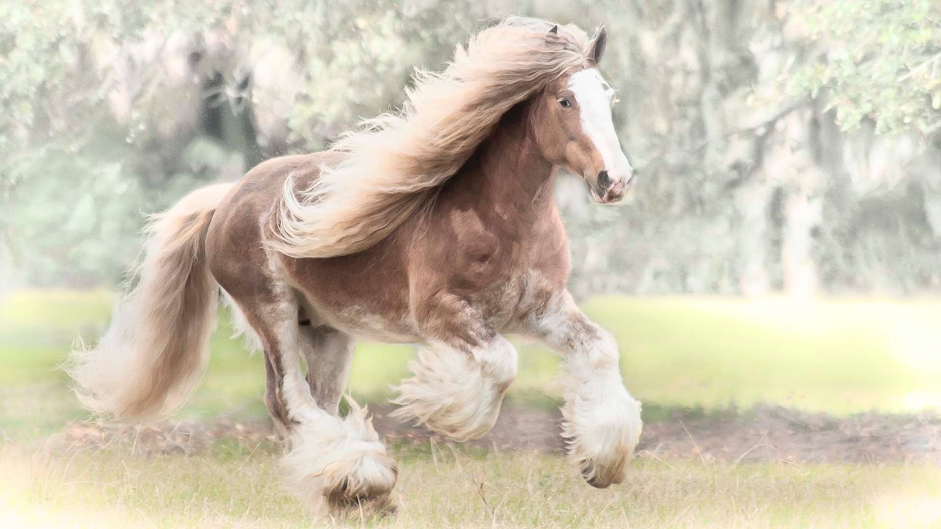 Gypsy Horse Best HD Wallpaper 