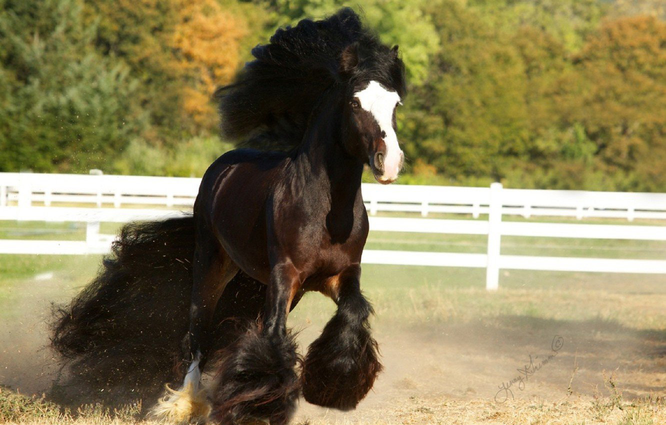 Gypsy Horse HD Wallpapers 