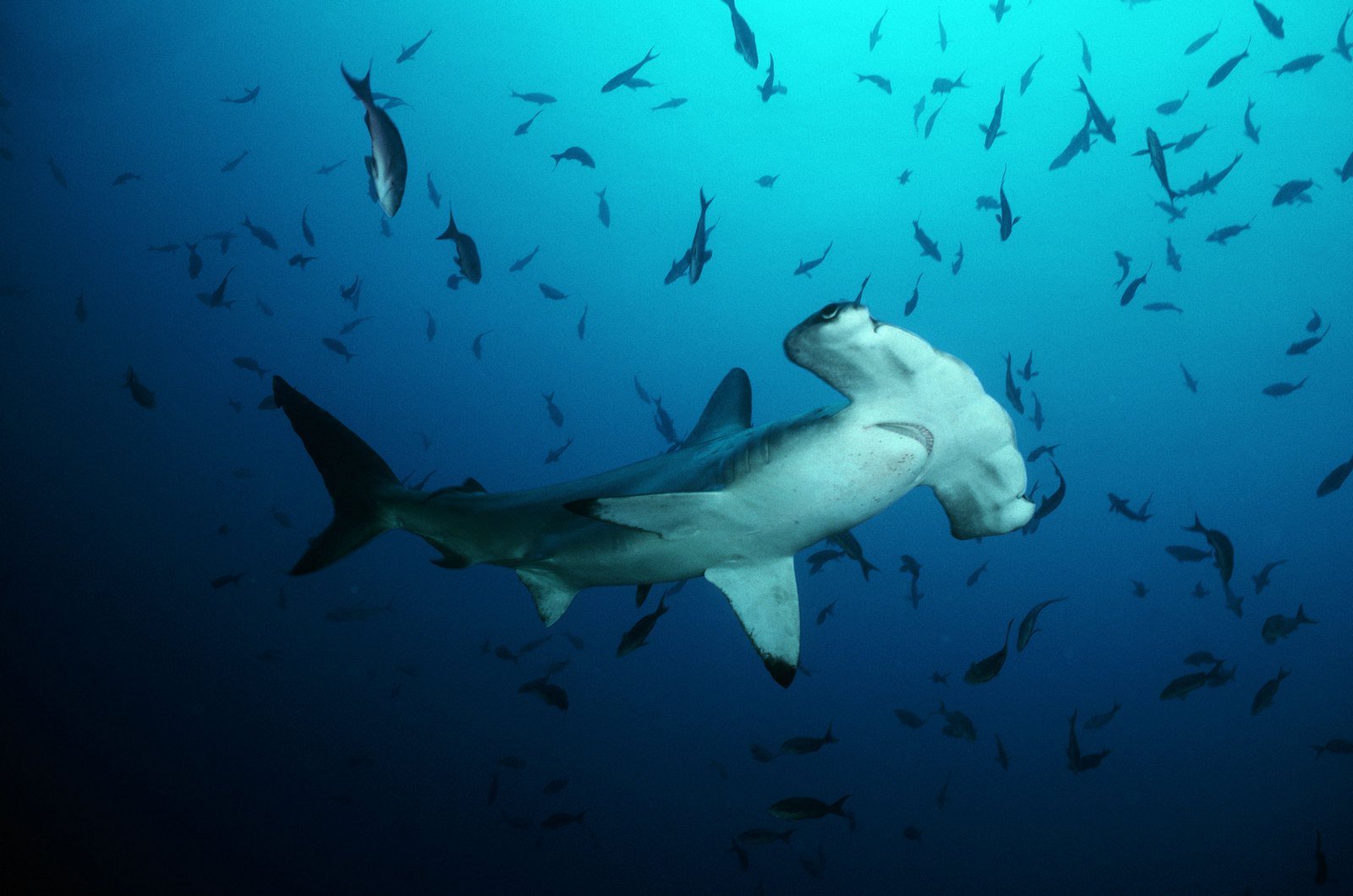 Hammerhead Shark HD Wallpapers 