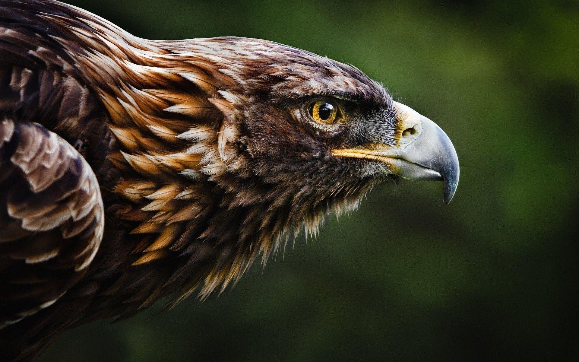 Harpy Eagle Best HD Wallpaper 