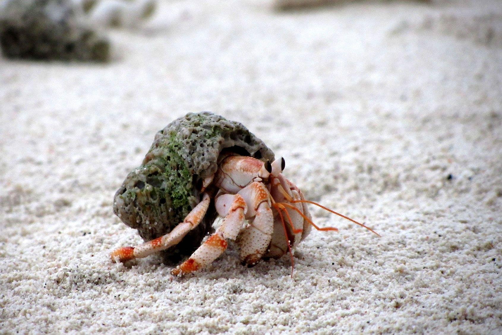 Hermit Crab HD Wallpaper.
