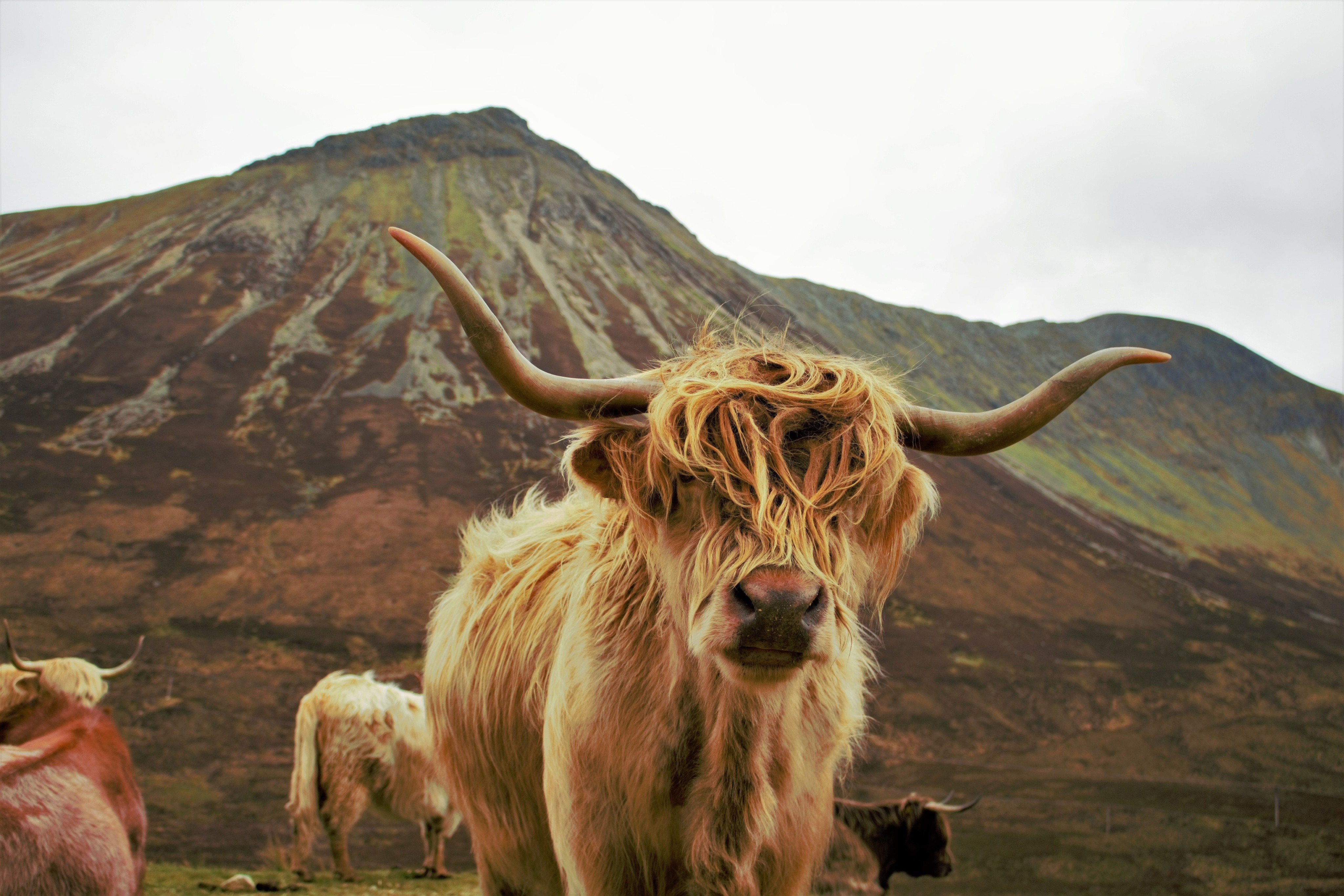 Highland Cattle Background HD Wallpapers 