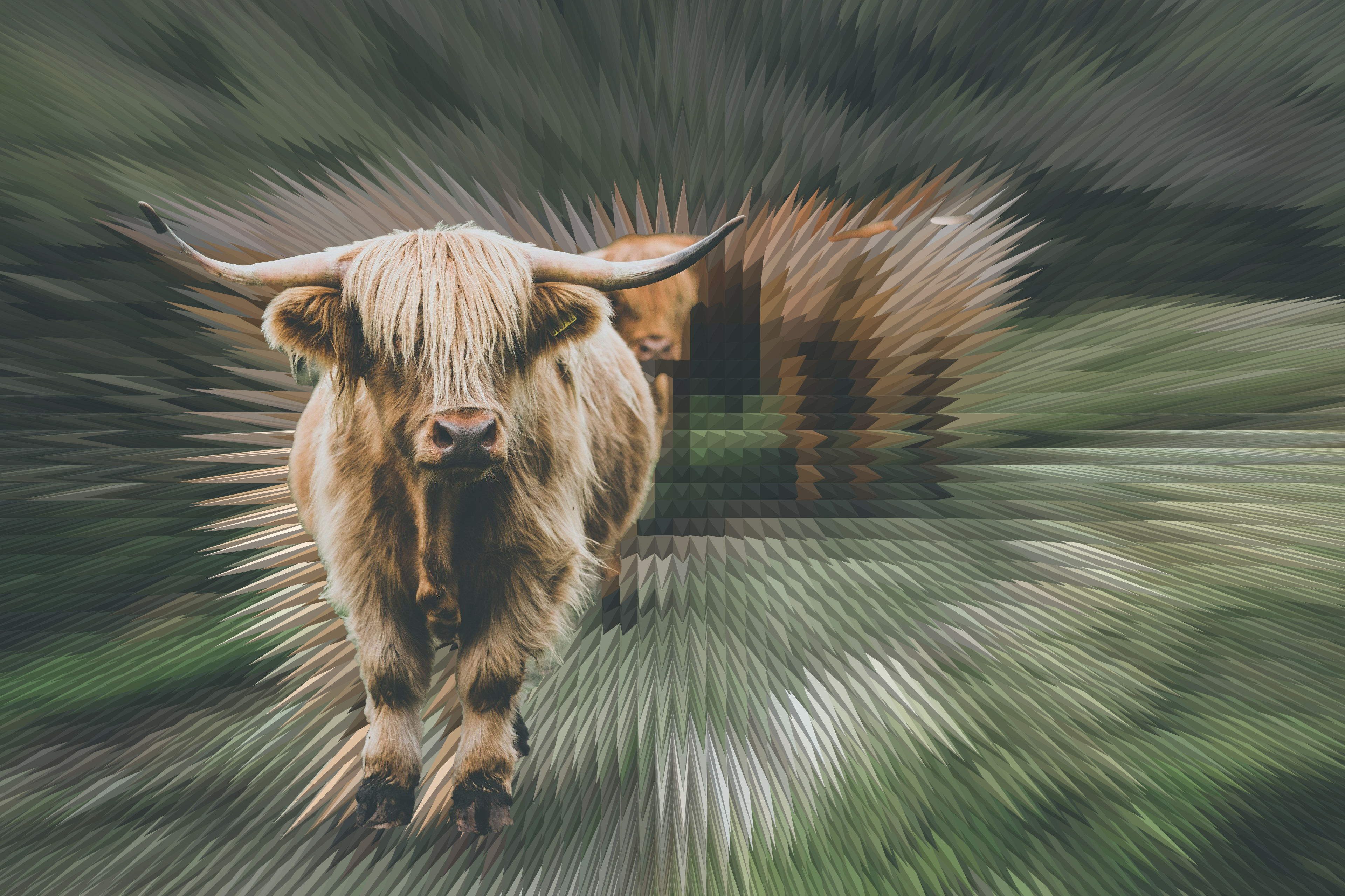 Highland Cattle Background Wallpapers 