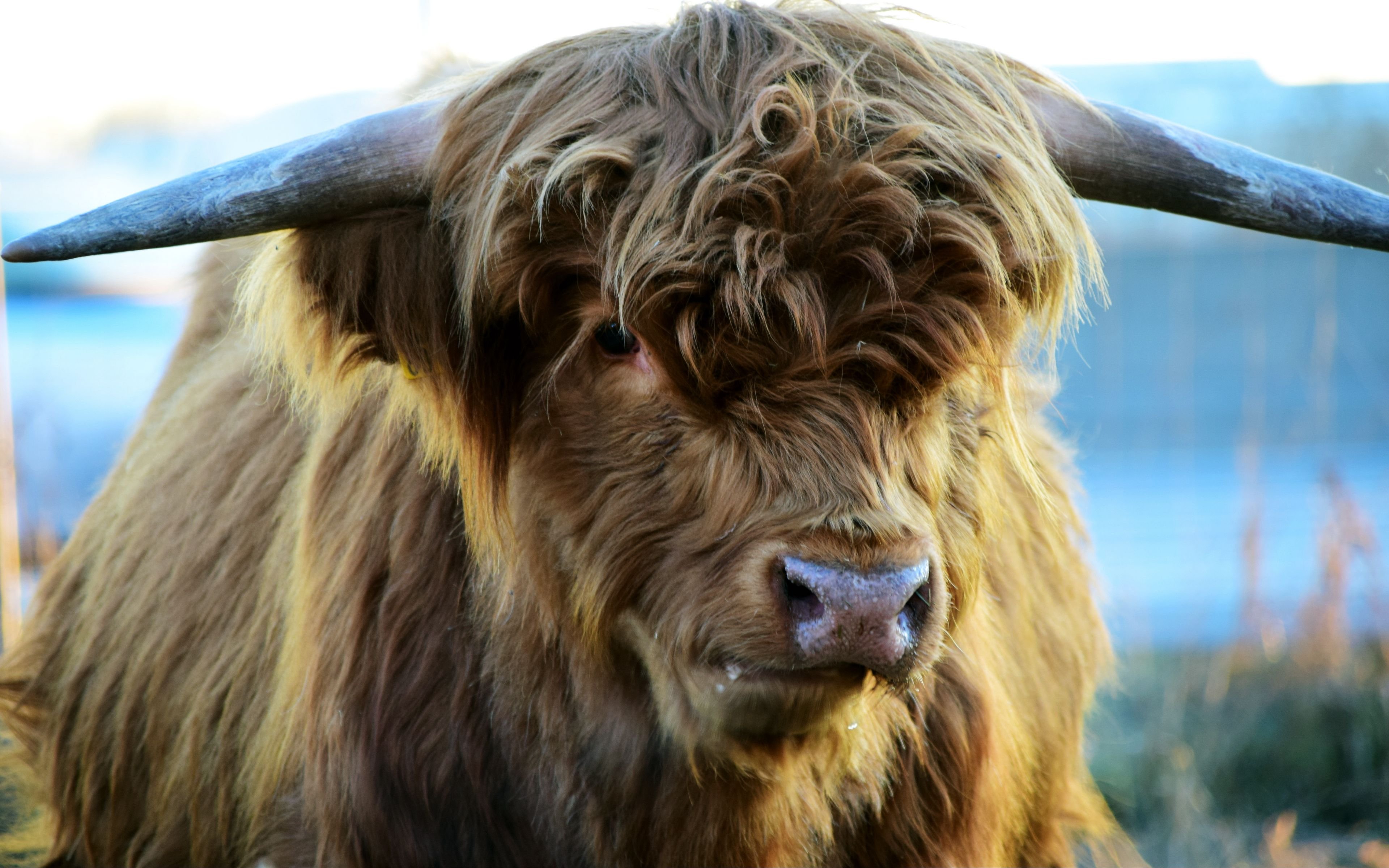 Highland Cattle Best HD Wallpaper 