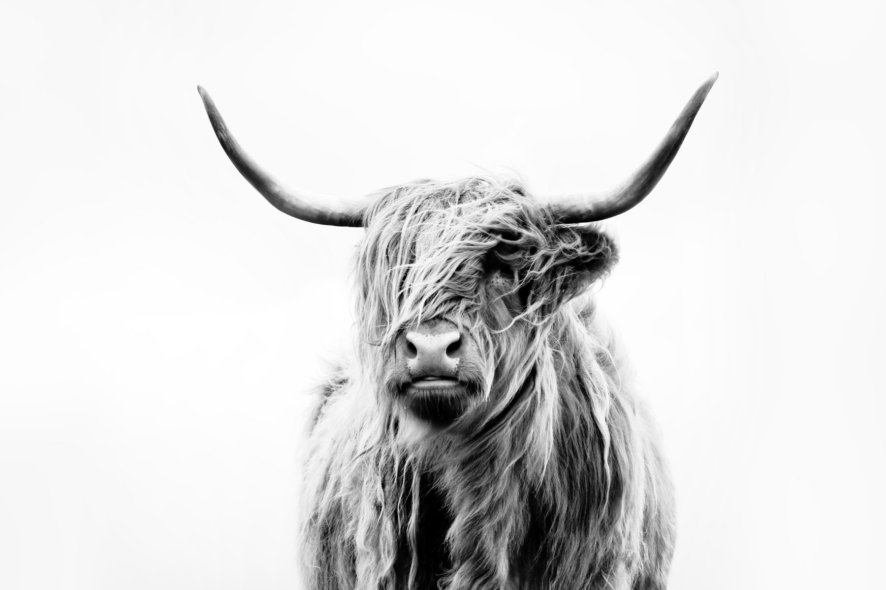 Highland Cattle Desktop Wallpaper 
