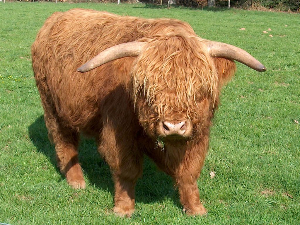 Highland Cattle Wallpaper 